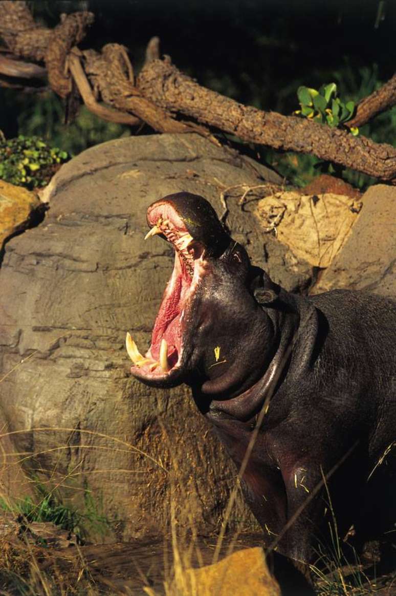 Jardim Zoológico Nacional da África do Sul