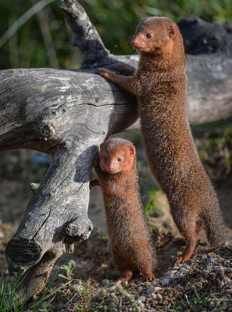  Chester Zoo