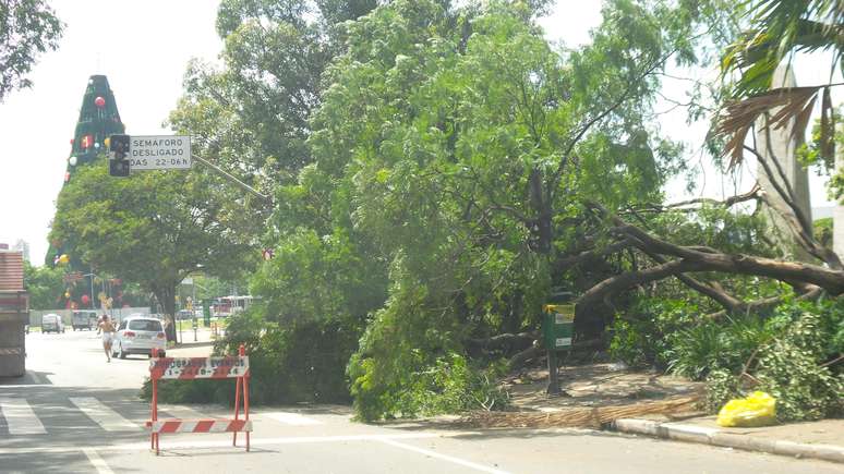 Árvores da área externa do parque também caíram com o temporal e os fortes ventos