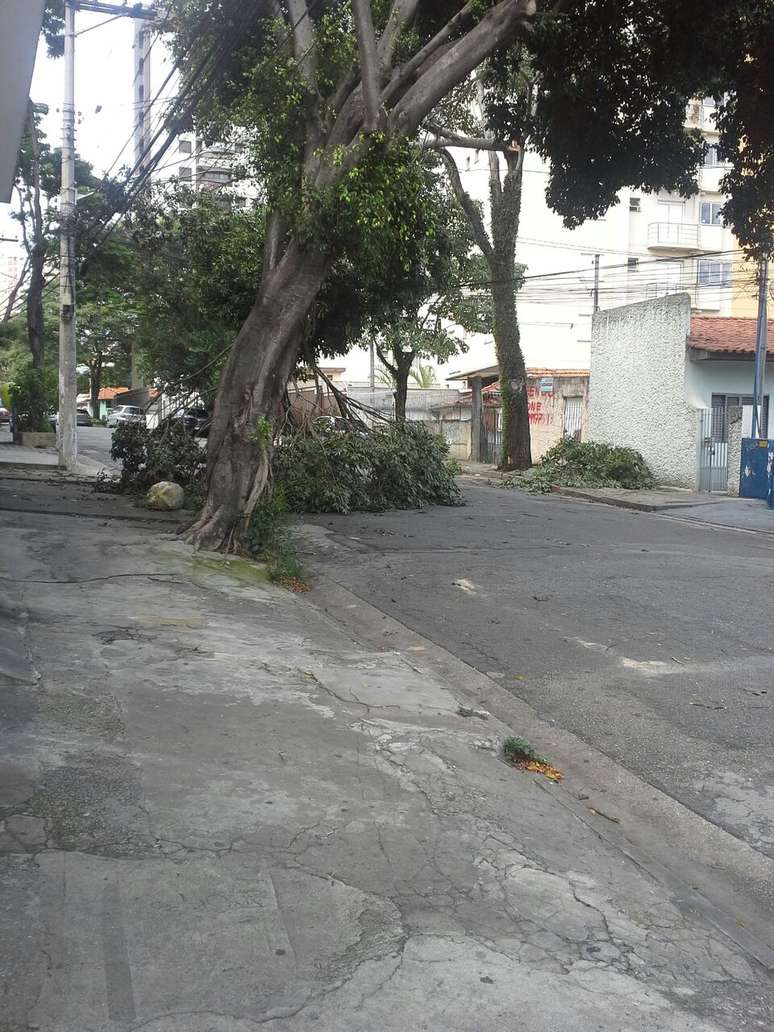 queda de arvore na pompeia