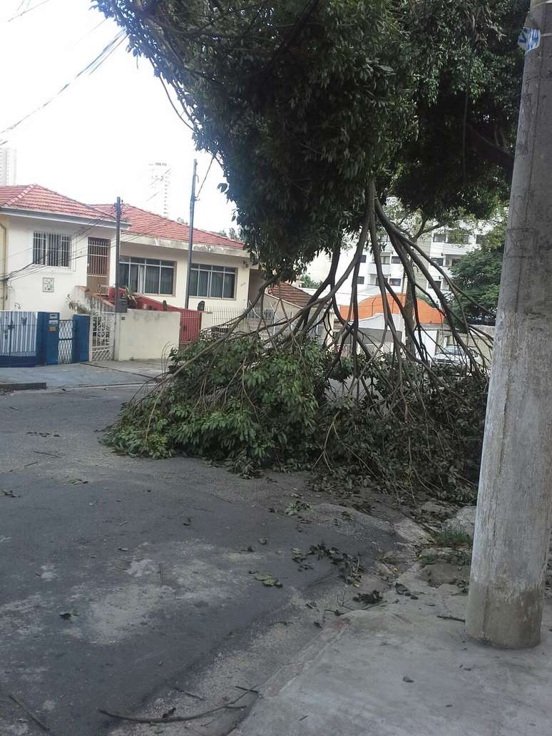 <p>Vendaval derrubou árvore na Pompéia, em São Paulo</p>