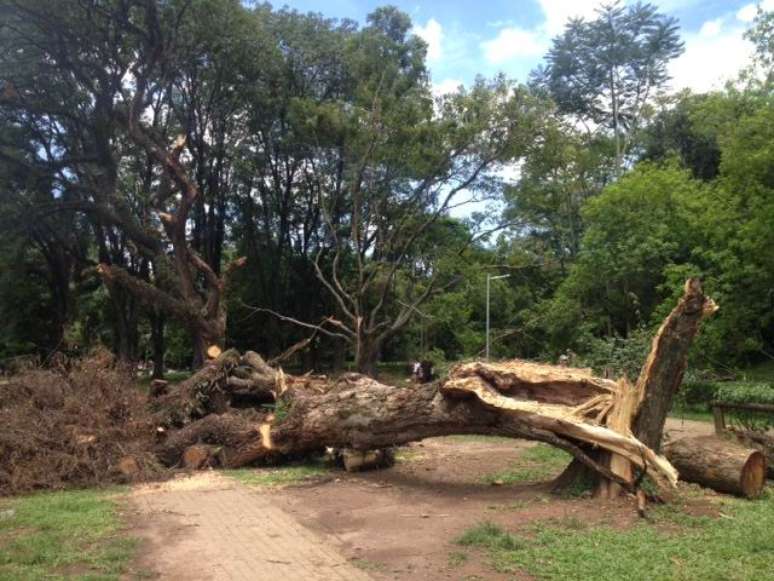 <p>Temporal derrubou 25 árvores do parque no dia 29 de dezembro, das quais dez já foram removidas</p>