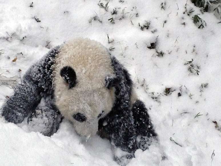 Bao Bao brinca na neve pela primeira vez