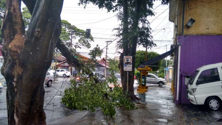 <p><span style="font-size: 15.1999998092651px;">A cidade de S&atilde;o Paulo registrou, nos &uacute;ltimos 15 dias, pelo menos 760 quedas de &aacute;rvores, segundo balan&ccedil;o da prefeitura</span></p>