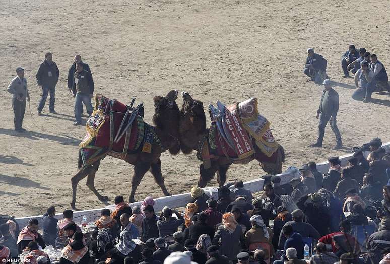 O Festival Selcuk-Efes Camel Wrestling aconteceu neste domingo e remonta a uma tradição de mais de 2.400 anos