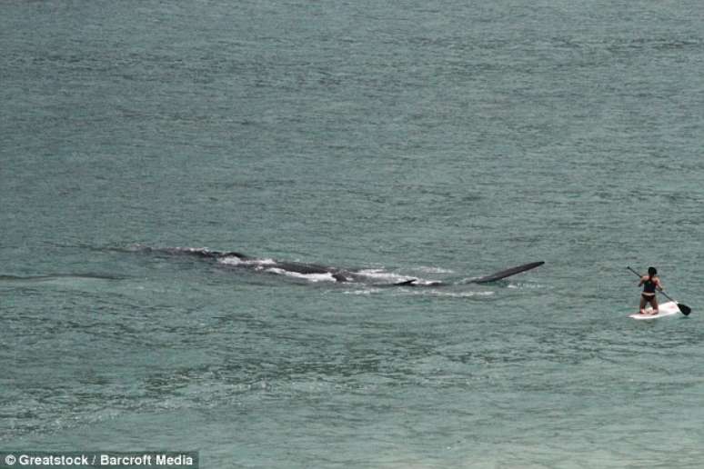 Mulher é surpreendida por baleia a poucos metros em praia de Cape Town