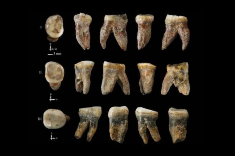 Dentes possuem características híbridas e geram possibilidade de nova espécie 