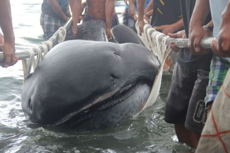 Tubarão "bocão" foi encontrado morto essa semana nas Filipinas