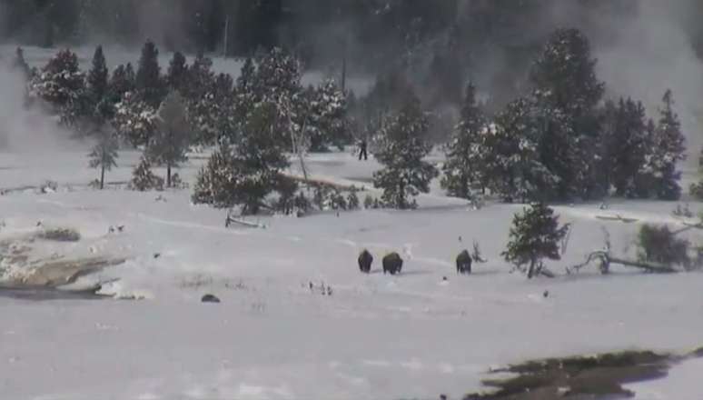 <p>V&iacute;deo mostra quatro criaturas passando por tr&aacute;s das &aacute;rvores do Parque Nacional de Yellowstone</p>