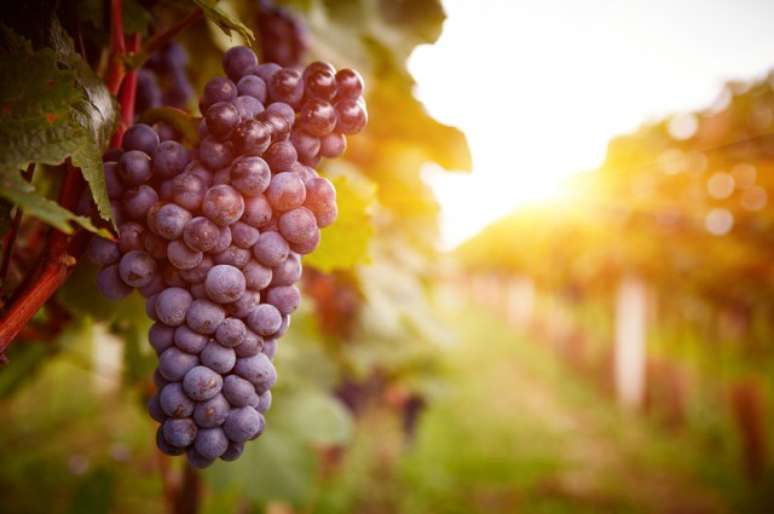 O resveratrol, um polifenol que pode ser encontrado principalmente nas sementes de uvas, na película das uvas pretas e no vinho tinto