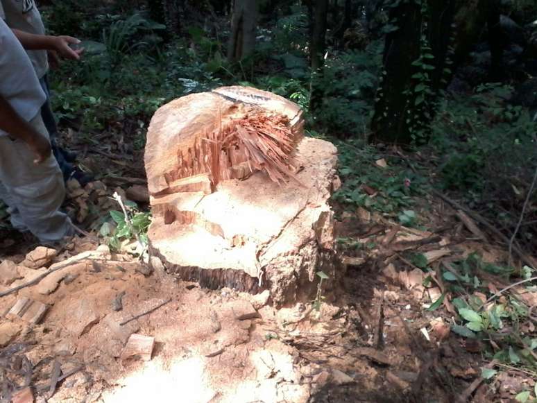 <p>A &aacute;rvore foi cortada por funcion&aacute;rios de outro condom&iacute;nio, segundo&nbsp;leitor</p>