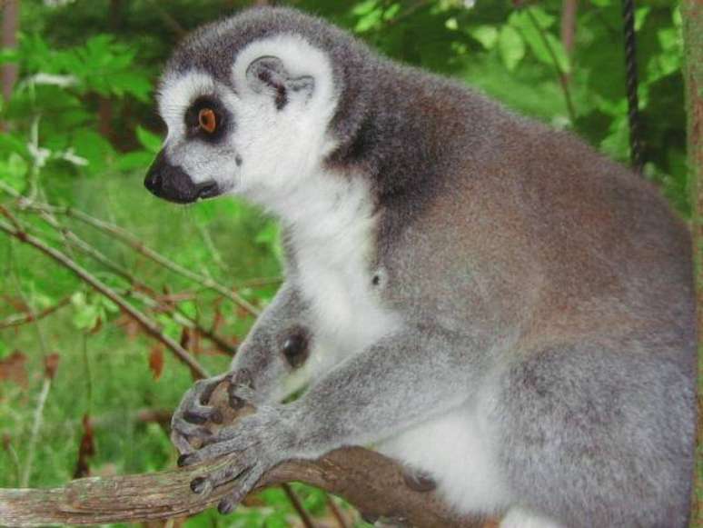 <p>Lêmures são mamíferos encontrados na ilha de Madagascar bastante ameaçados</p>