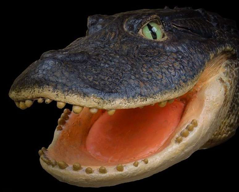 "Este crocodilo com dois metros de altura tinha o focinho muito curto e a mandíbula muito forte", afirmou paleontólogo