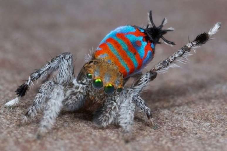 Nova espécie de aranha-pavão descoberta em Queensland