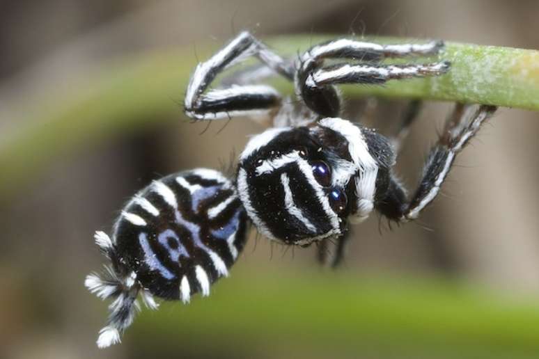 Aranha-pavão foi identificada por cientista australiana