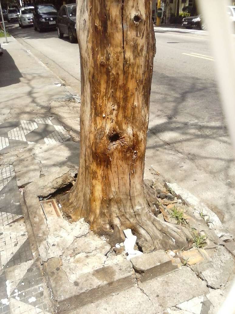 <p>Árvore seca apresenta risco de queda na avenida Diógenes Ribeiro de Lima, na zona oeste de São Paulo</p>
