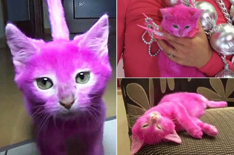 Gato foi tingido de rosa, mas acabou morrendo intoxicado
