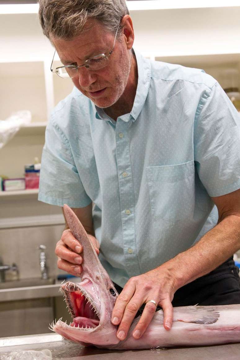 O tubar&atilde;o-duende capturado ficar&aacute; em exposi&ccedil;&atilde;o no Museu da Austr&aacute;lia, com outros tr&ecirc;s j&aacute; presentes no local