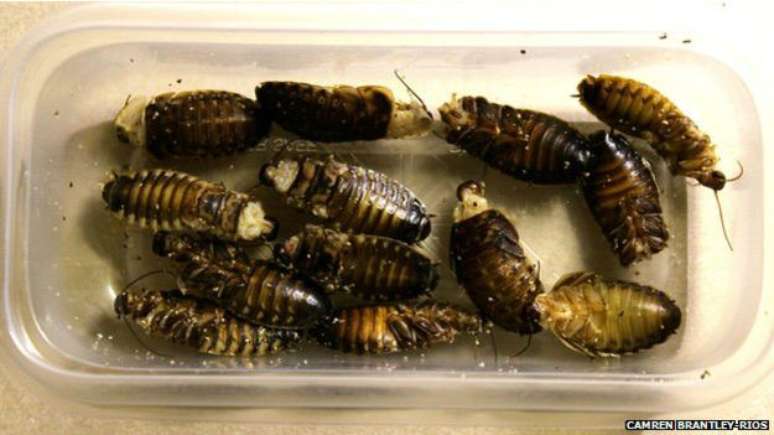 Estimativas apontam que 2 bilh&otilde;es de pessoas se alimentem de insetos em todo o mundo