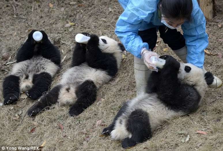 Filhotes de panda mamam em parque e encantam visitantes