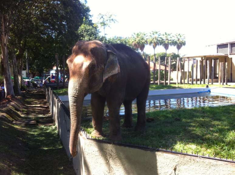Elefante faz a festa das crianças no zoológico do Rio, em São Cristóvão