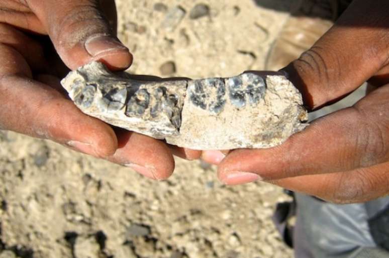 Cientistas encontraram uma mandíbula com cinco dentes que pertenceram ao nosso ancestral mais antigo: com 2,8 milhões de anos