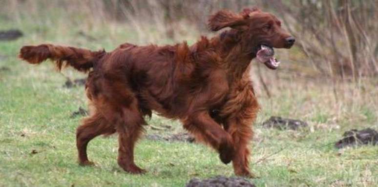 O cachorro Jagger foi morto na semana passada: veterinário encontrou diversos tipos de veneno no estômago