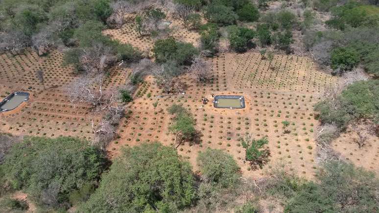 Plantação com 25 mil pés de maconha foi entrada pela polícia