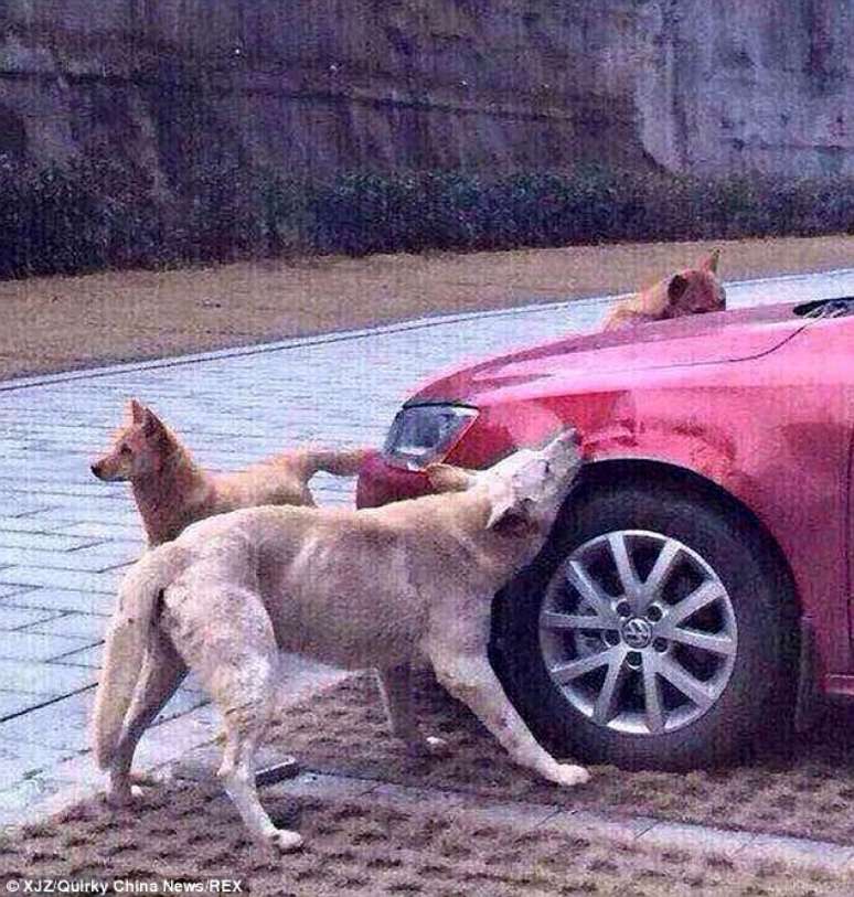 Cães vingativos destroem carro parado em vaga preferida