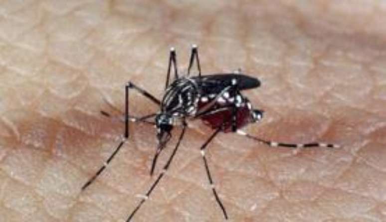Em 2015, 290 pessoas morreram por dengue