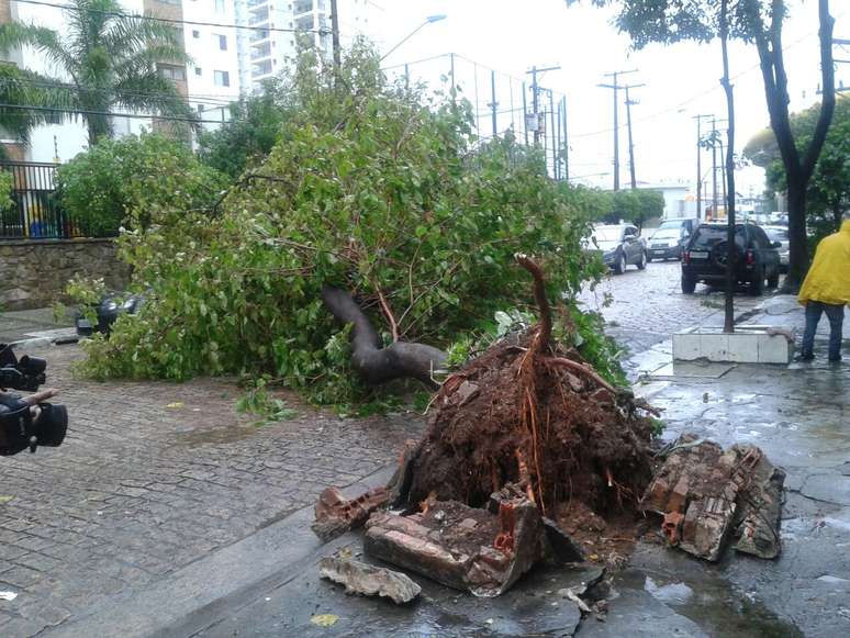 A chuva derrubou uma árvore na rua do Manifesto, no bairro Ipiranga, zona sul da capital