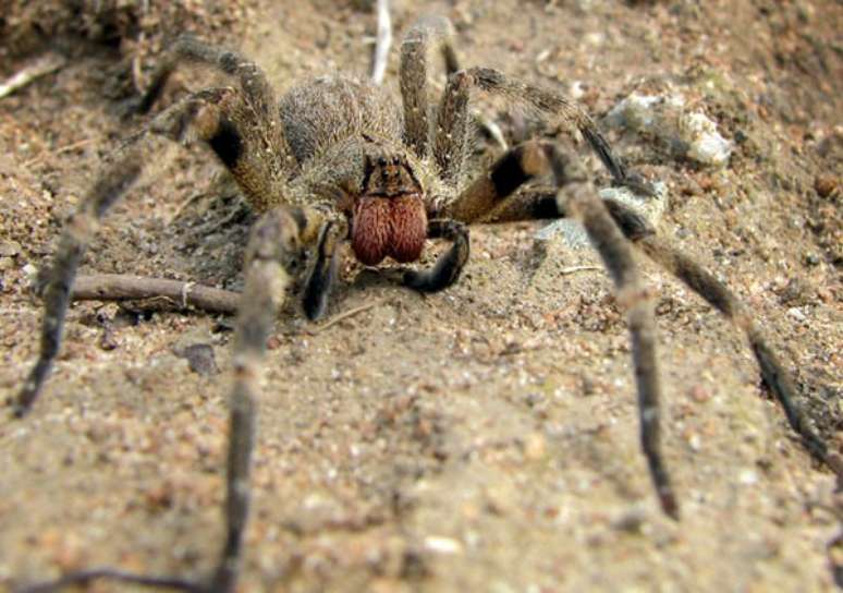 Homem assustou os vizinhos ao tentar matar uma aranha