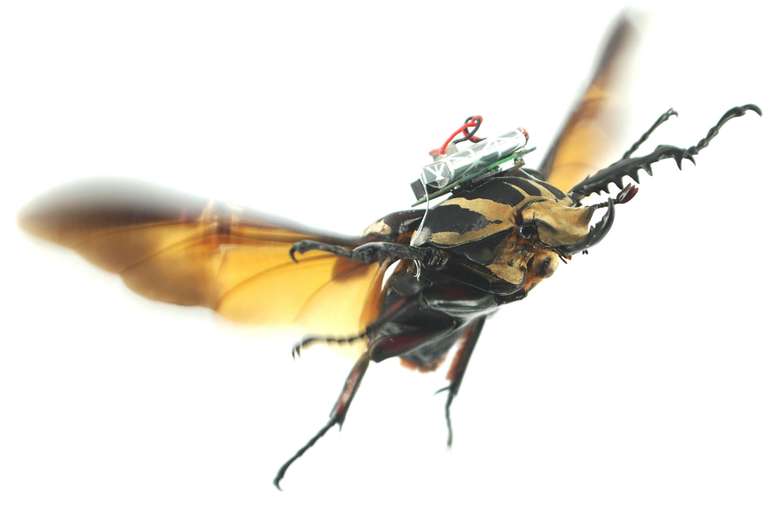 Cientistas instalaram sensores que controlam voo dos besouros