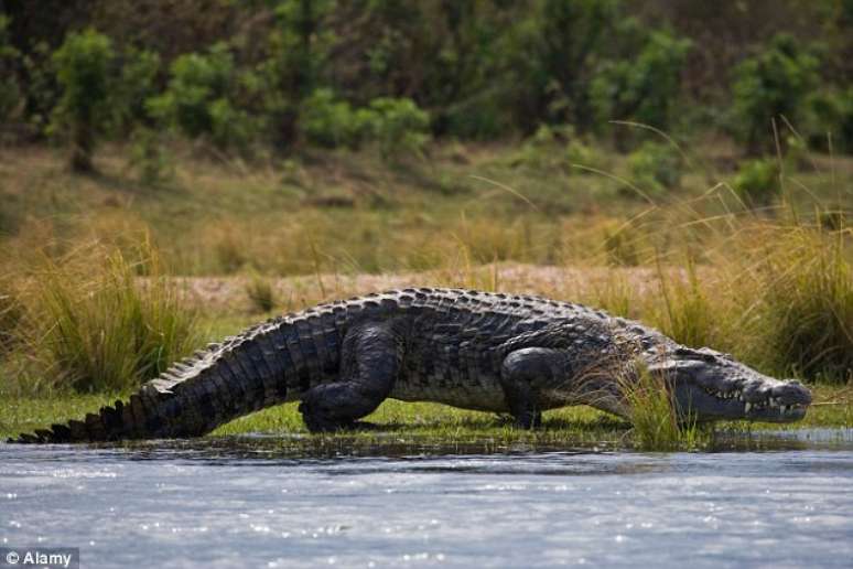 Calças estavam boiando na água e crocodilo tinha somente metade de um corpo na boca