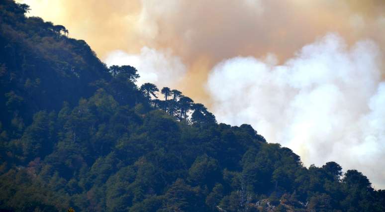 Depois de destruir milhares de araucárias - uma árvore típica da região -, as chamas chegaram ao vizinho parque nacional Conguilló