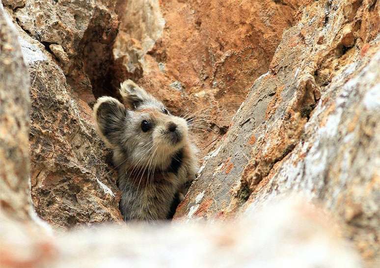  A espécie Ili Pika foi descoberta nas montanhas Tianshian, noroeste chinês, em 1983 e, desde então,  cerca de 70% dos animais foram mortos