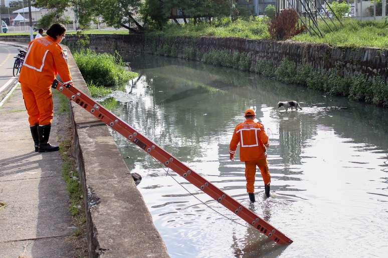 Bombeiros usaram uma escada para descer até o córrego