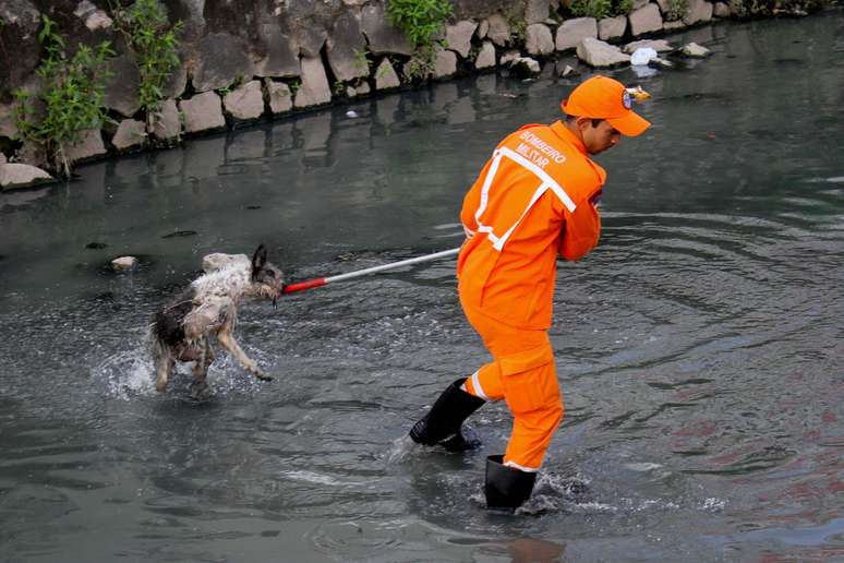 Animal foi retirado do canal pela corporação