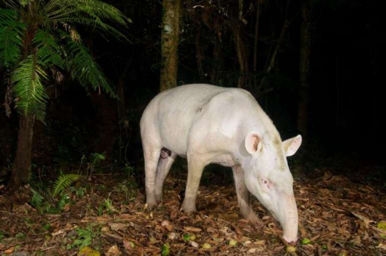 Anta albina rara é fotografada em floresta brasileira 