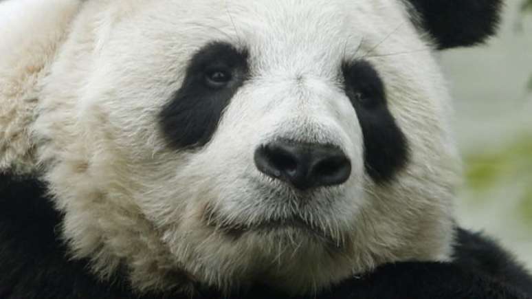 Tain Tian está no zoo de Edimburgo desde 2011