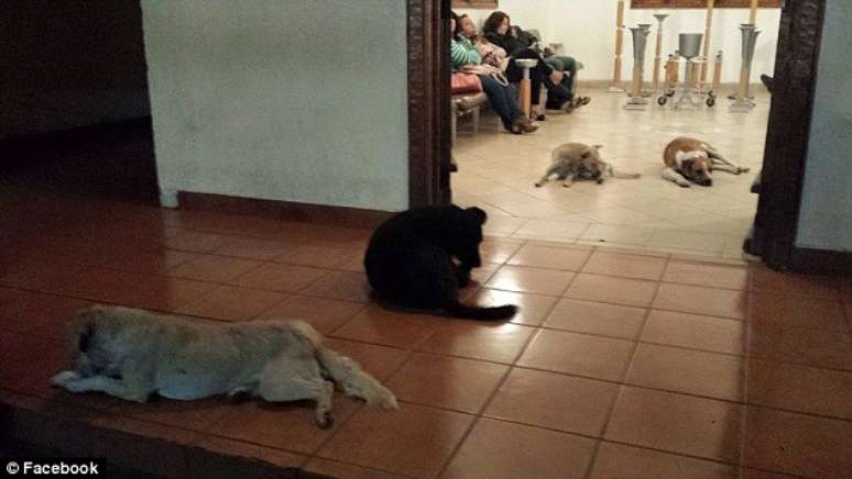 C&atilde;es sentaram no funeral da idosa e ficaram quietos