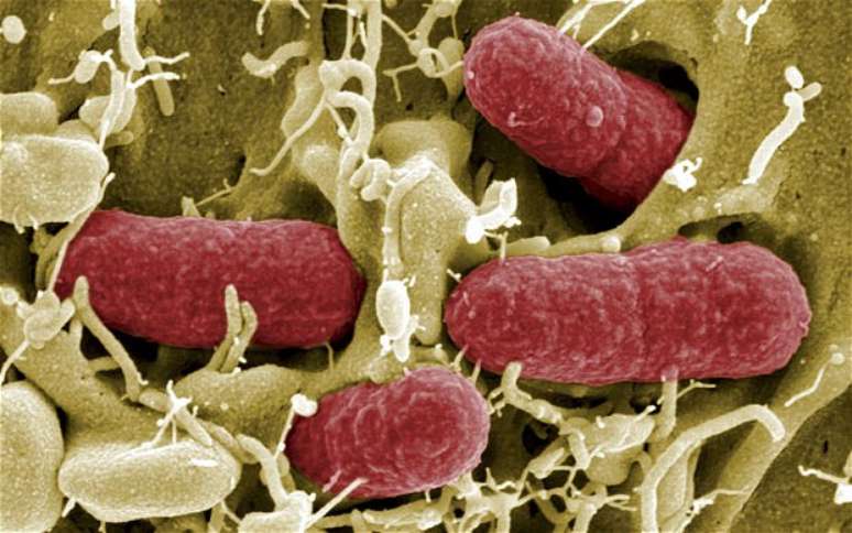 Governo britânico alerta sobre risco de surto por superbactéria