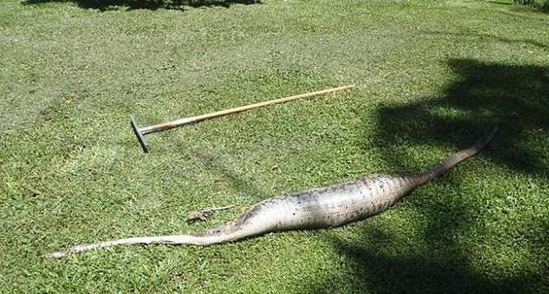 Gt 3,2 metros 3,3 metros Uma cobra de grama Literalmente deus e o