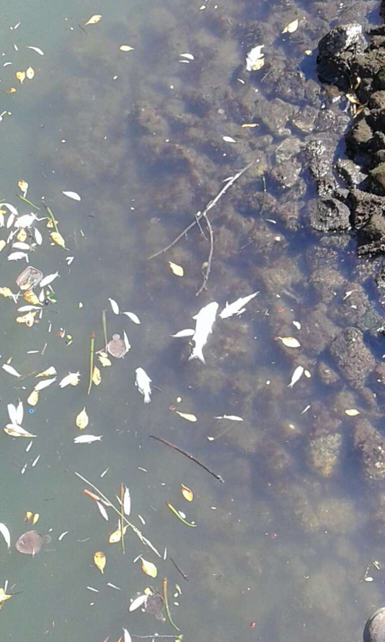 Houve morte de peixes no canal do Porto de Santos