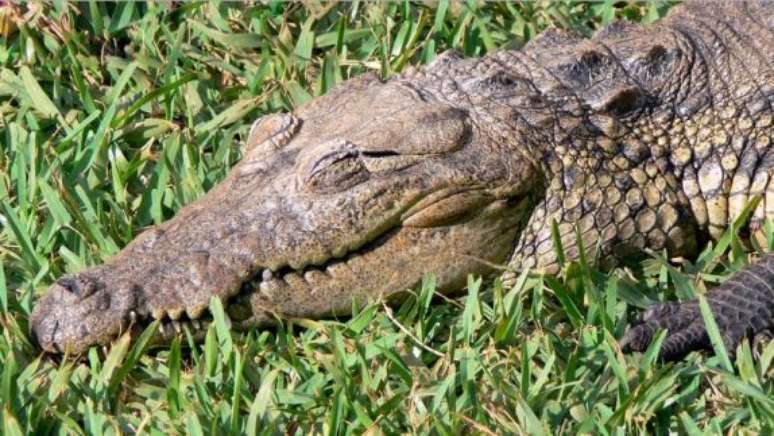 A poucos metros de onde se encontravam os banhistas, muito perto da margem, estava um crocodilo de mais de dois metros