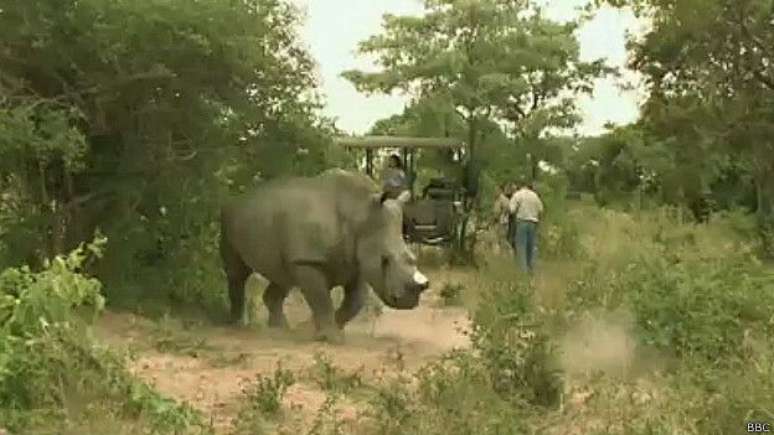 Um chifre de rinoceronte pode custar at&eacute; US$ 250 mil (R$ 761 mil) na &Aacute;sia. Em gramas, esse valor &eacute; superior ao de ouro e diamantes