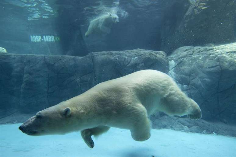 Mamíferos aterrissaram durante o verão no zoológico de São Paulo