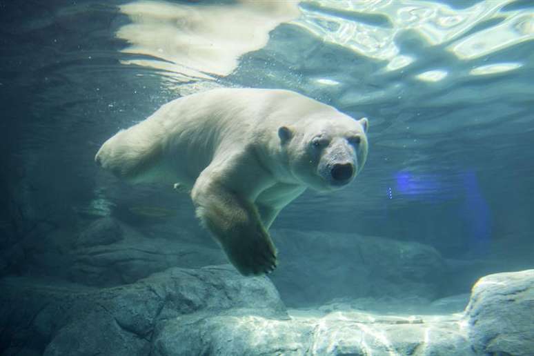 Animais chegaram a S&atilde;o Paulo como parte de um projeto de preserva&ccedil;&atilde;o e reprodu&ccedil;&atilde;o que come&ccedil;a a dar resultados