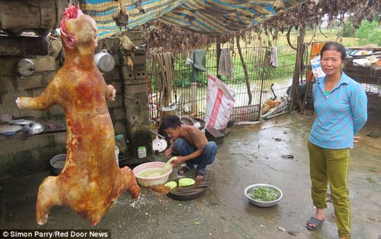 Lei proíbe o consumo de carne de gato no Vietnã