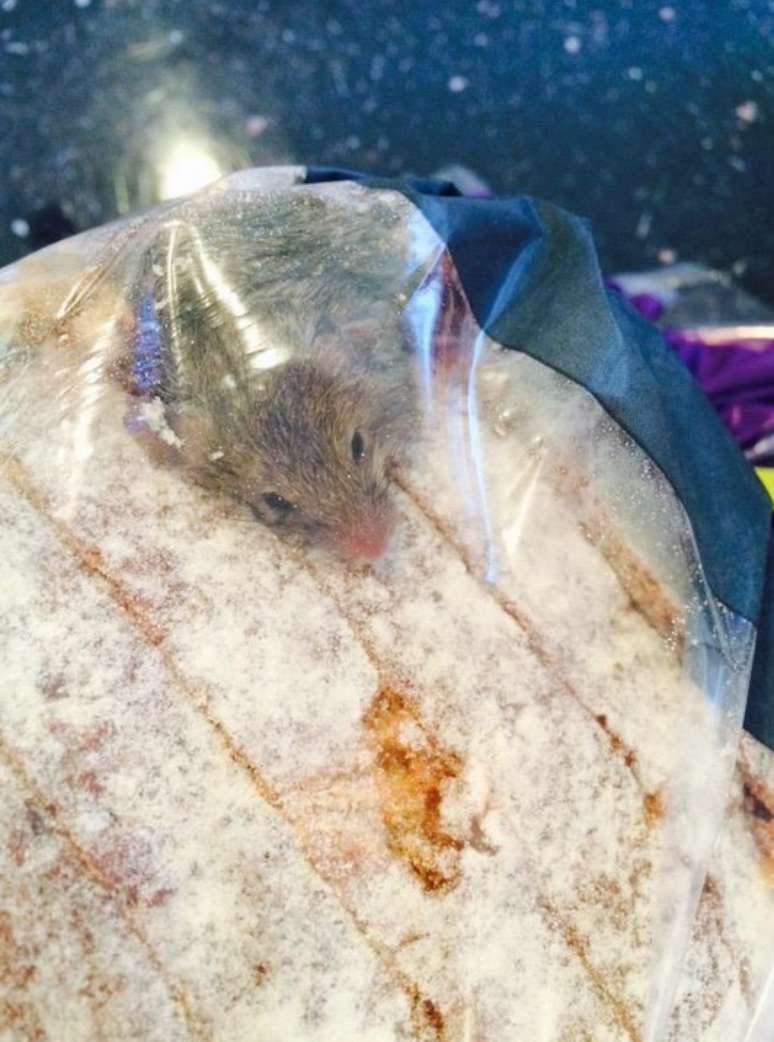Britânico fotografou o rato vivo dentro do saco de pão